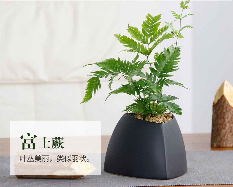 富士蕨桌面盆栽